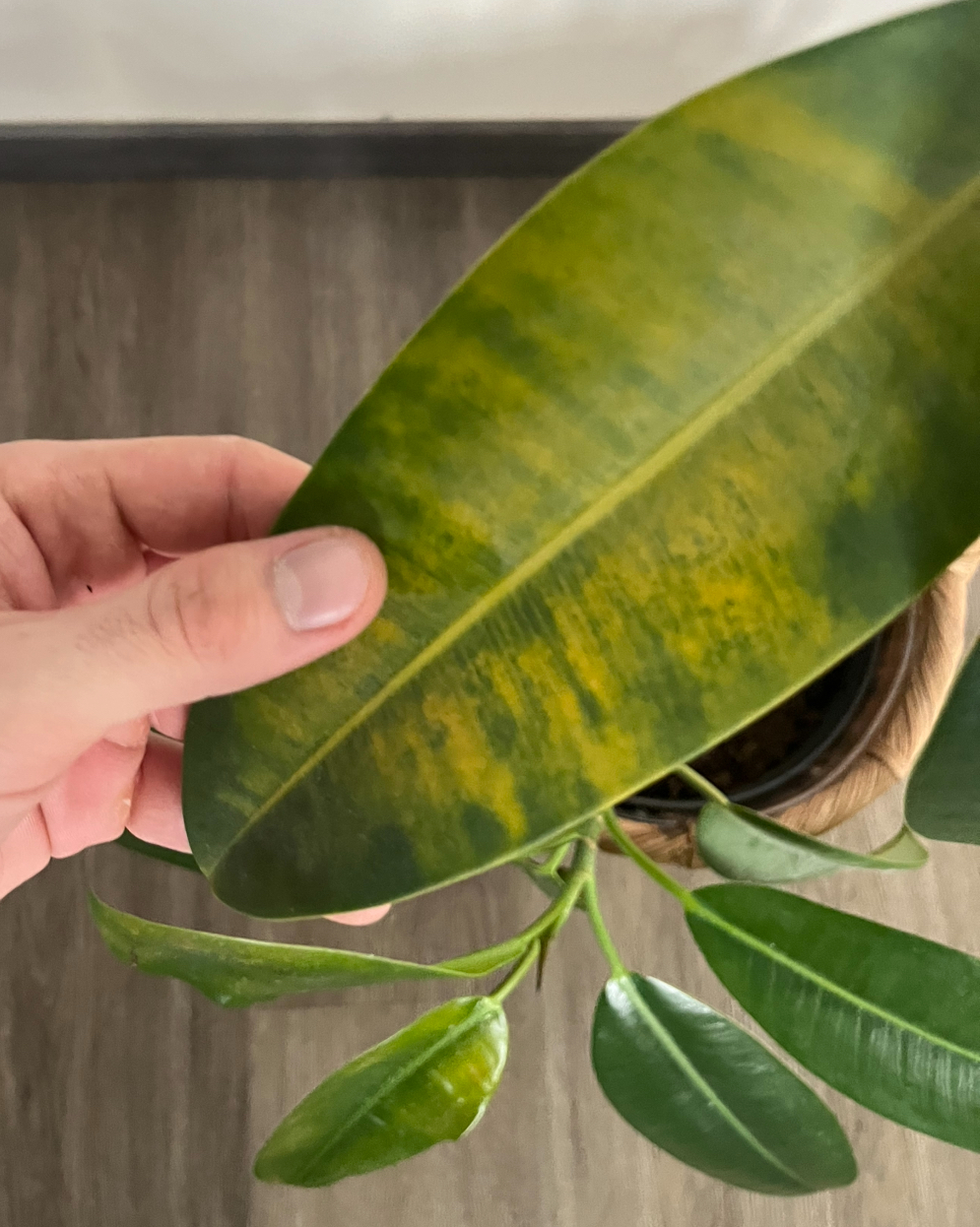 Proč žloutnou listy pokojových rostlin